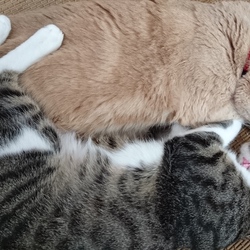 「ジェリー積極的！」サムネイル2