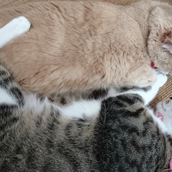 「ジェリー積極的！」サムネイル3