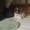 おばあちゃんと おるすばん