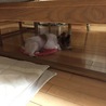 ひんやりして すき