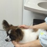 おわったら おやつちょうだいね。