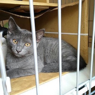 恥ずかしがりやなご姉妹です