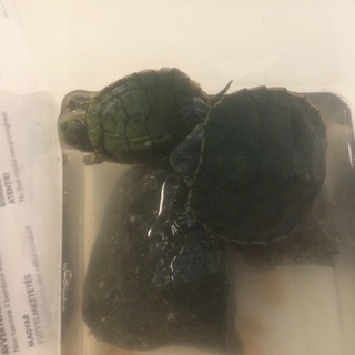 子亀2匹