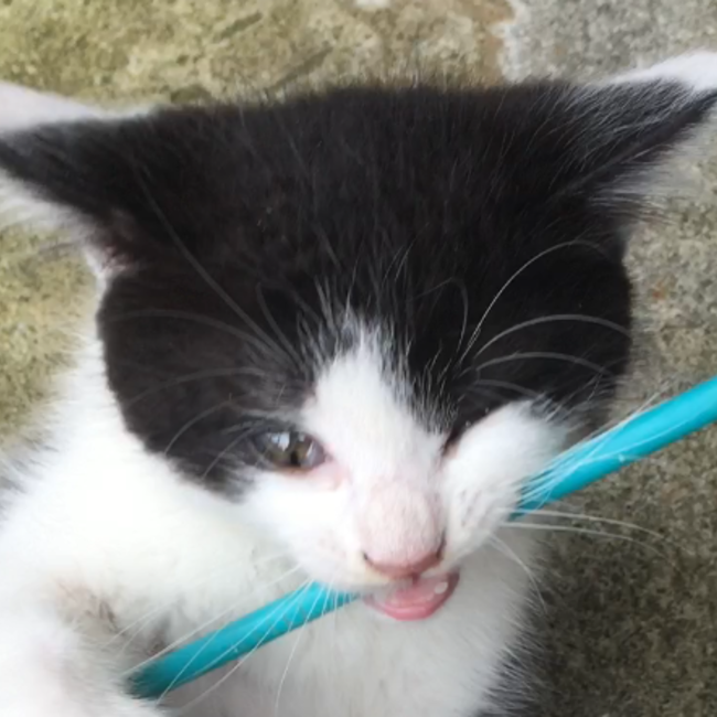 にくきゅう友の会のカバー写真