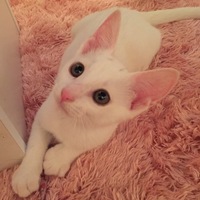 りゅうちゃん