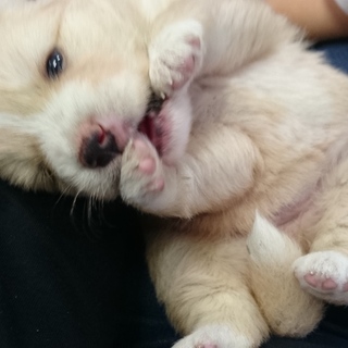 可愛い女の子です！（一旦募集停止します）