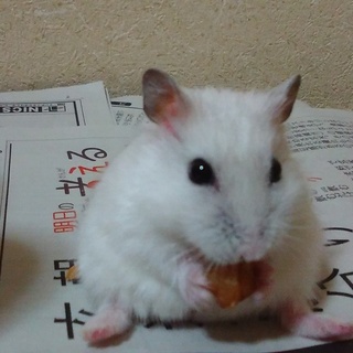 ジャンガリアンハムスター♂パール里親様募集