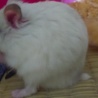 ジャンガリアンハムスター♂パール里親様募集 サムネイル4