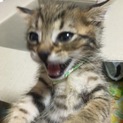 お譲り先決まりました！