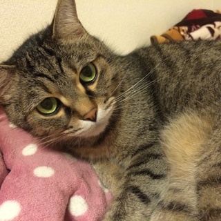 ひめちゃん、♂、13才、おりこうさんです。