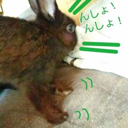 家事うさぎちまきさん(≡・x・≡)