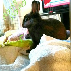 「家事うさぎちまきさん(≡・x・≡)」サムネイル2