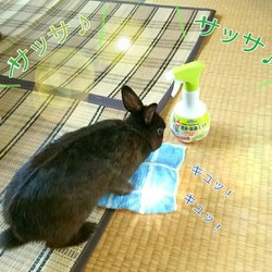 「家事うさぎちまきさん(≡・x・≡)」サムネイル3