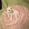 の写真