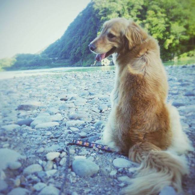 トリマー＠パパンのカバー写真