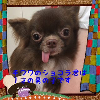 チワワのショコラ君は１歳の男の子です