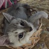 ピニピニ