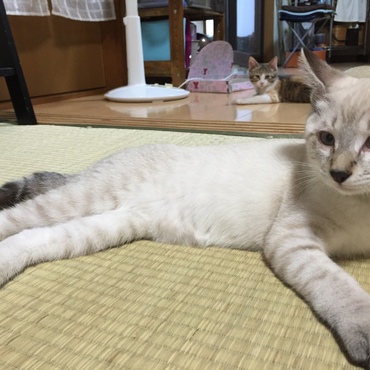 クールの後ろにちゃっかりチャコ