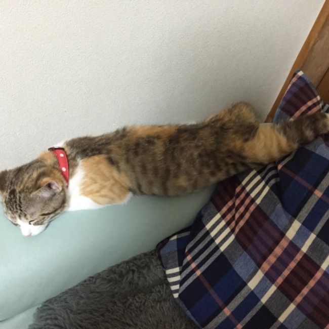 ピニピニのカバー写真