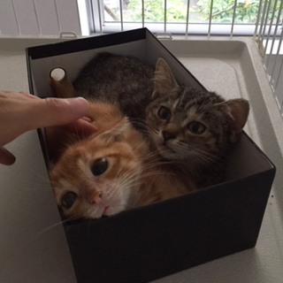 増えすぎ野良猫屋敷からの救出子猫です！