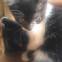 5/10生まれの子猫です！トイレ覚えてます
