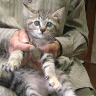 ほとんど野生児