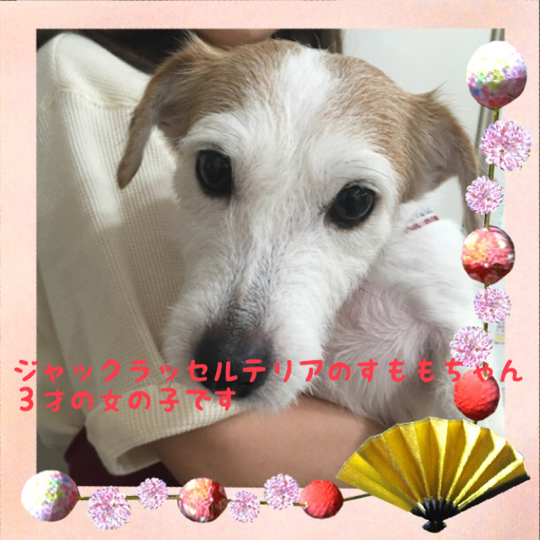 「非営利動物保護団体ととの...」(非営利動物保護団体ととのんのイベント #1290)