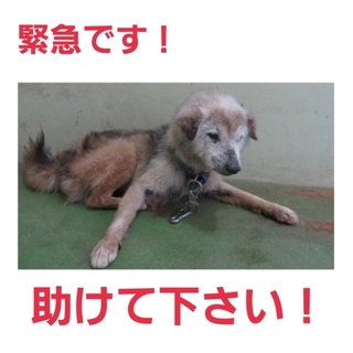 非常に緊急です!!この子を助けてください!