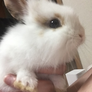 ミニウサギの優しい飼い主さん募集