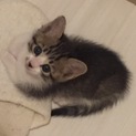 シロちゃんピンクちゃん優しい里親様が決まりました！