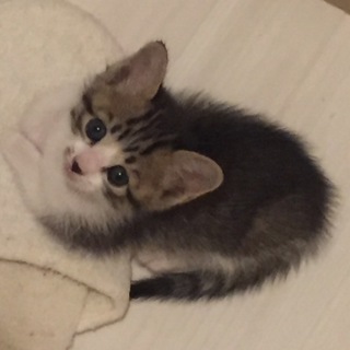 シロちゃんピンクちゃん優しい里親様が決まりました！