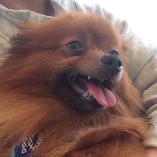 ポメラニアン 女の子 ベルちゃん