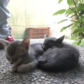 子猫もらってください！