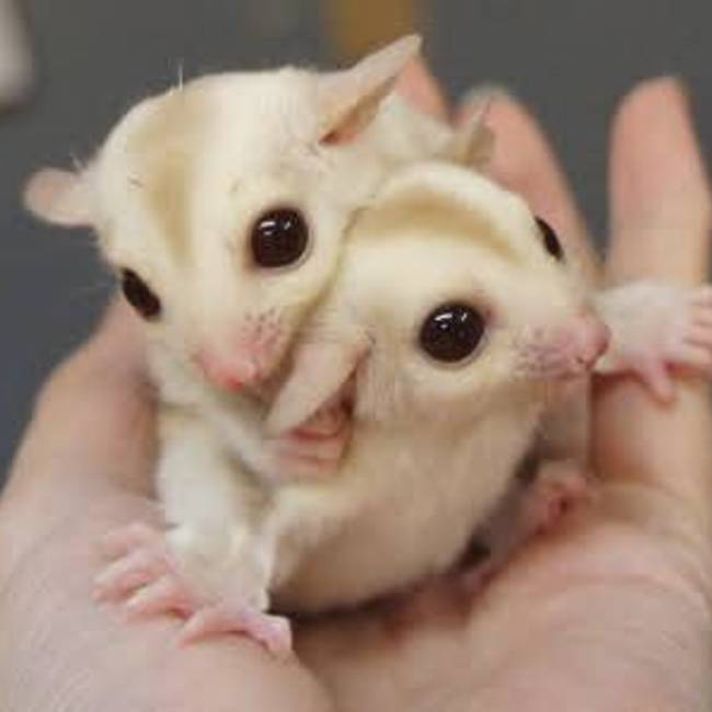 イトキのカバー写真
