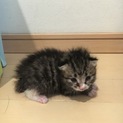 里親さん決まりました！