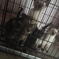 ありがとうございました