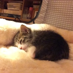 「まあや生後1ヶ月位」サムネイル3