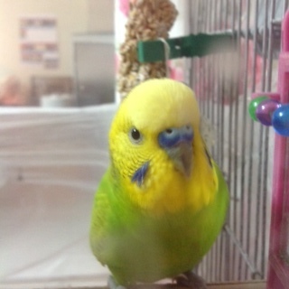 言葉を話せるセキセイインコ里親早急募集