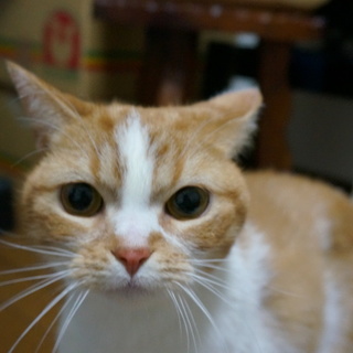 五才のスコティッシュです