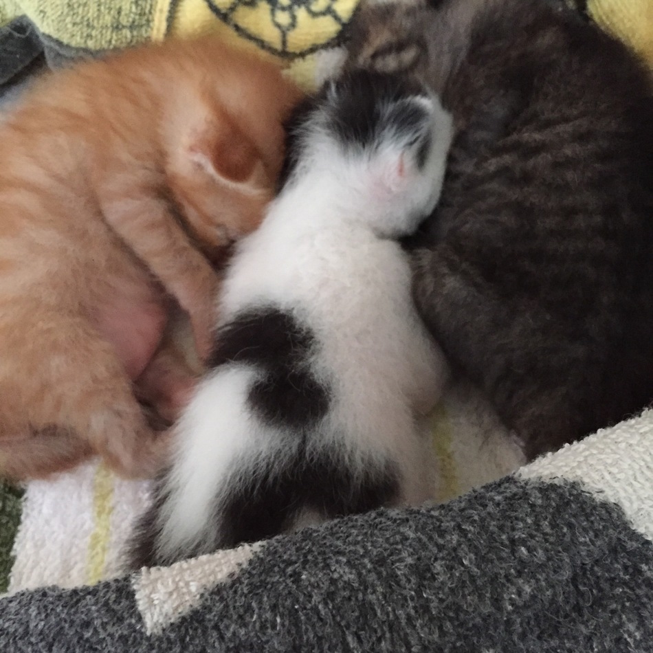ご自由に決めてやってください。のカバー写真