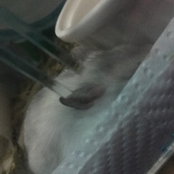 「ちろたん脱走」サムネイル1