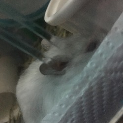 「ちろたん脱走」サムネイル2