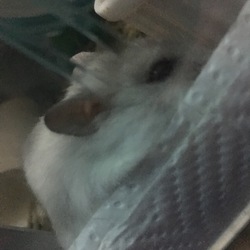 「ちろたん脱走」サムネイル3