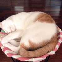 チャオ