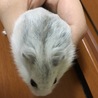 しろ