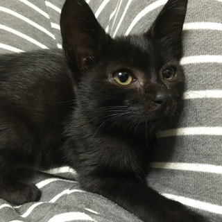 甘えん坊な黒猫ちゃん♡