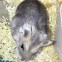 ジャンガリアンハムスターの里親様募集