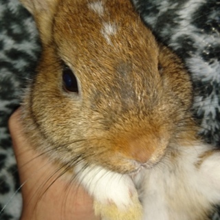 可愛いミニウサギちゃん女の子！至急