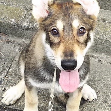 ウルフドッグ（二代目エルガ）