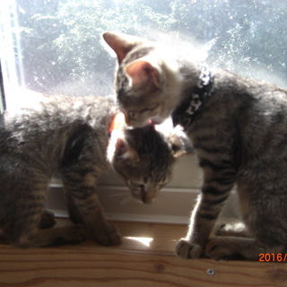 赤リボンちゃん・黒リボンちゃん３ヶ月メス